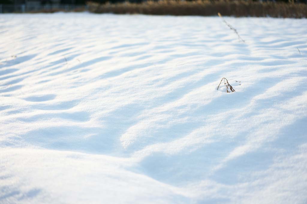 photo,material,free,landscape,picture,stock photo,Creative Commons,Snow Illusion, , , , 