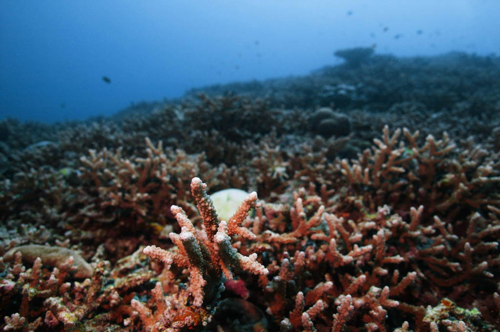 photo,material,free,landscape,picture,stock photo,Creative Commons,A forest of coral, coral reef, Coral, In the sea, underwater photograph