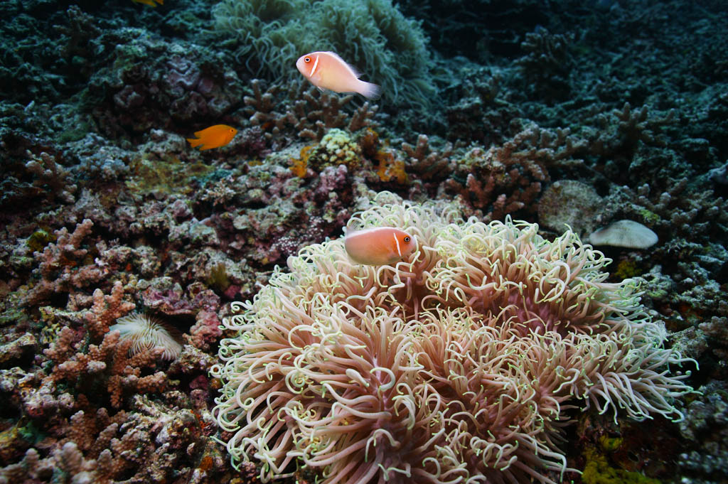 fotografia, materiale, libero il panorama, dipinga, fotografia di scorta,Pesce di anemone di volantino di Hana, , pesce di anemone, seanemone, fotografia subacquea