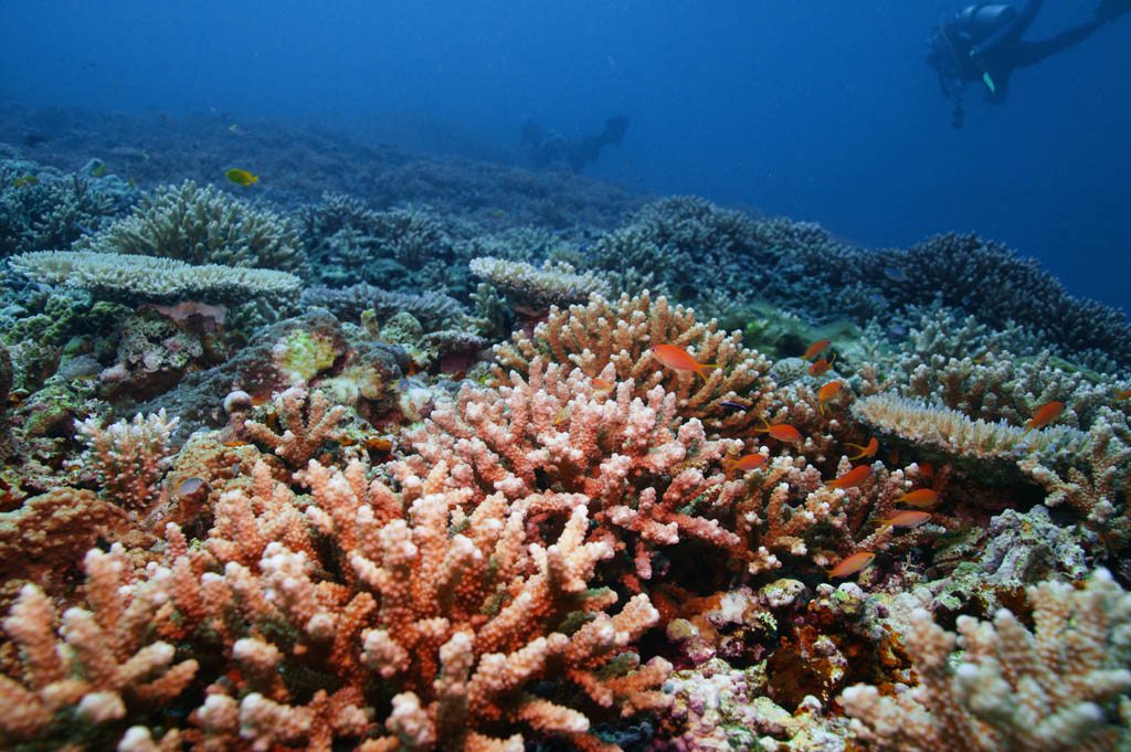 Foto, materiell, befreit, Landschaft, Bild, hat Foto auf Lager,Korallener und tropischer Fisch, korallenes Riff, Koralle, Im Meer, Unterwasserfoto