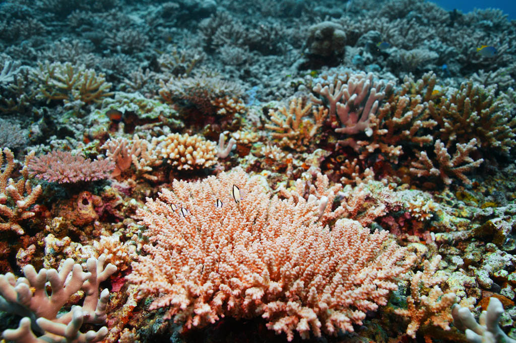 photo,material,free,landscape,picture,stock photo,Creative Commons,Coral and tropical fish, coral reef, Coral, In the sea, underwater photograph