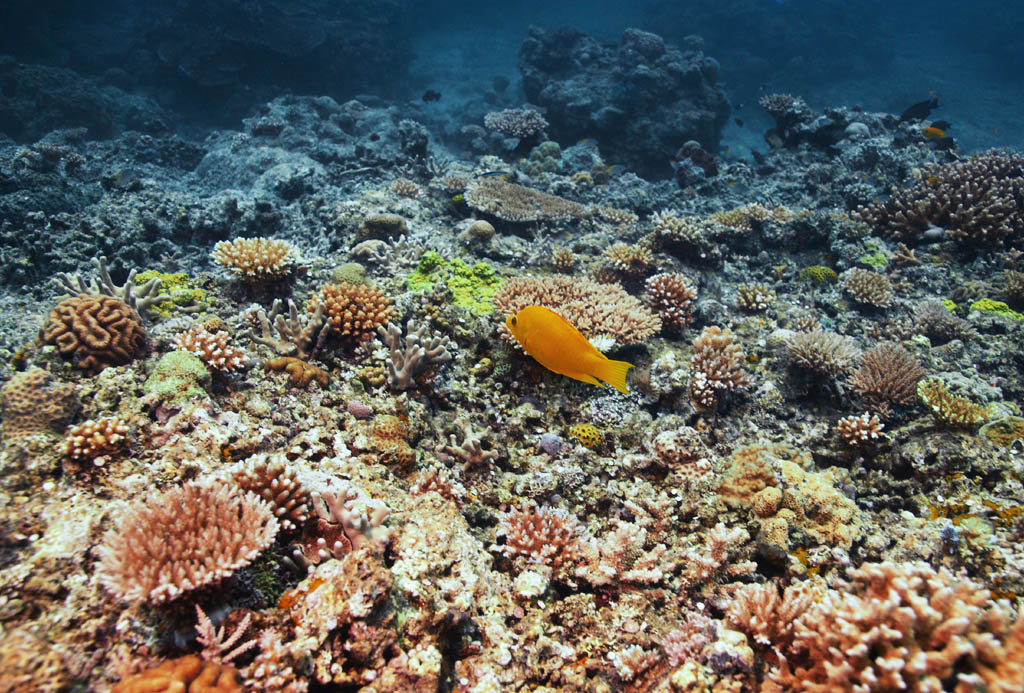 Foto, materieel, vrij, landschap, schilderstuk, bevoorraden foto,Koraal en tropische vis, Korale klip, Koraal, In de zee, Onderwatere foto