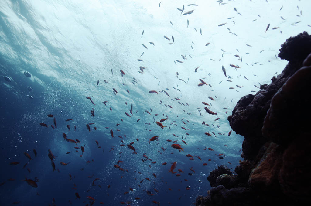 photo, la matire, libre, amnage, dcrivez, photo de la rserve,Un poisson a tendance  tre clair dans la mer du dpart, La surface de l'eau, vague, Dans la mer, photographie sous-marine