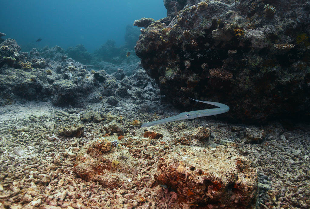 fotografia, materiale, libero il panorama, dipinga, fotografia di scorta,Commersonii di Fistularia, , Corallo, Nel mare, fotografia subacquea