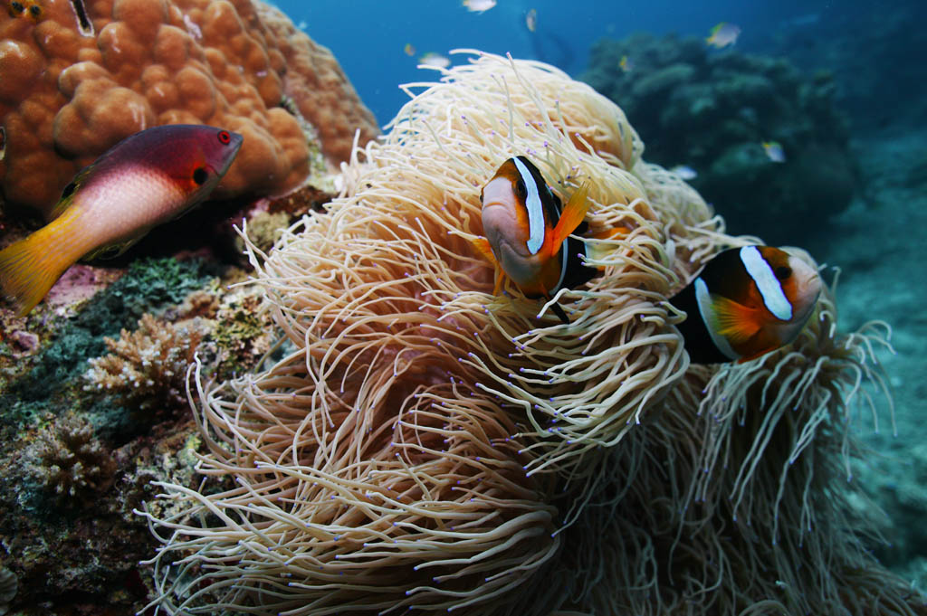 photo, la matire, libre, amnage, dcrivez, photo de la rserve,Un poisson de l'anmone, rcif corail, Corail, Dans la mer, photographie sous-marine