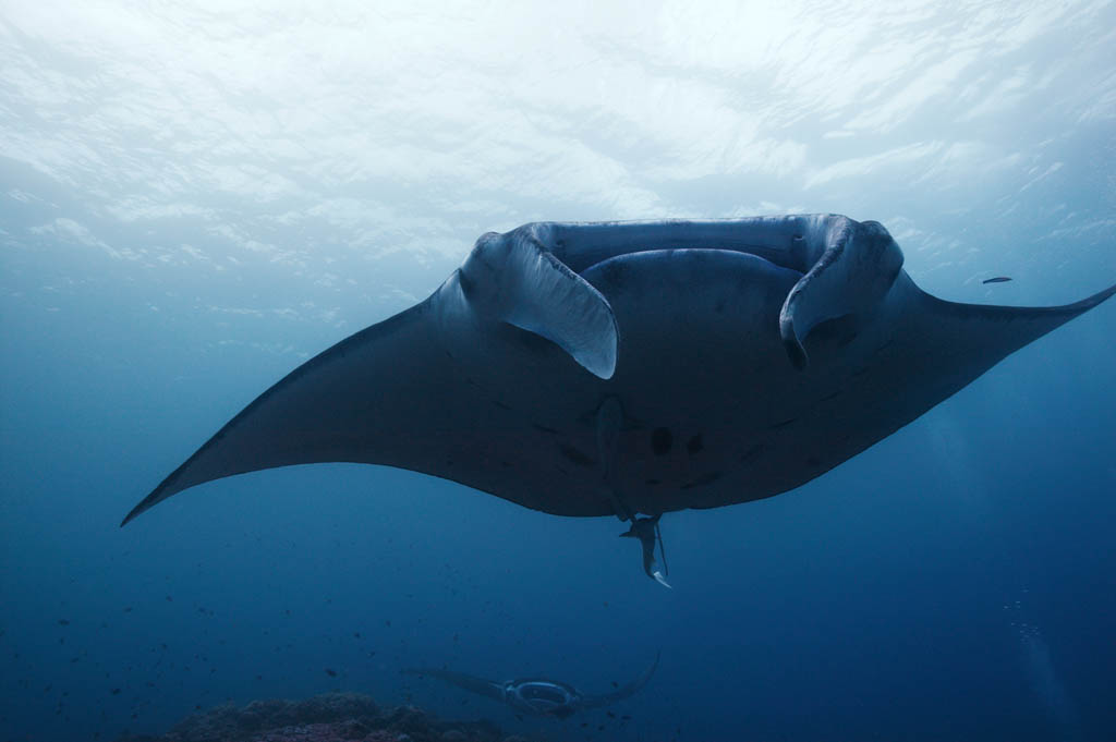 Foto, materieel, vrij, landschap, schilderstuk, bevoorraden foto,Een manta en een schitterende wedstrijd, Manta, Koraal, In de zee, Onderwatere foto