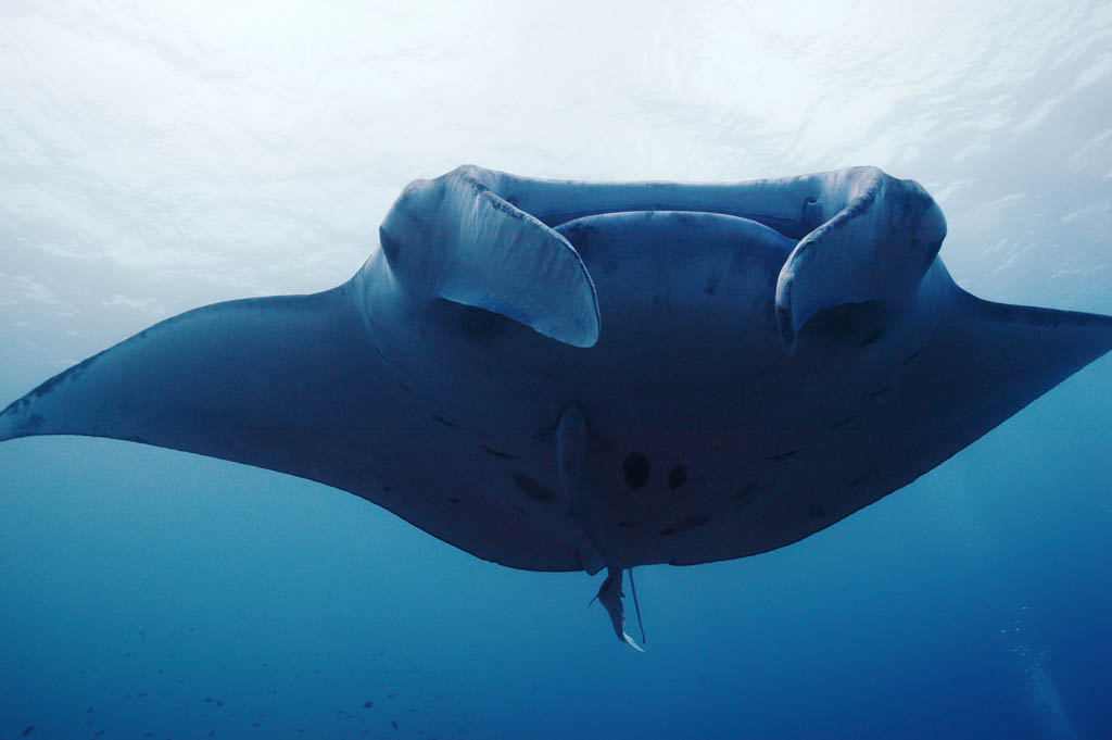 fotografia, materiale, libero il panorama, dipinga, fotografia di scorta,Una manta ed un incontro, manta, Corallo, Nel mare, fotografia subacquea