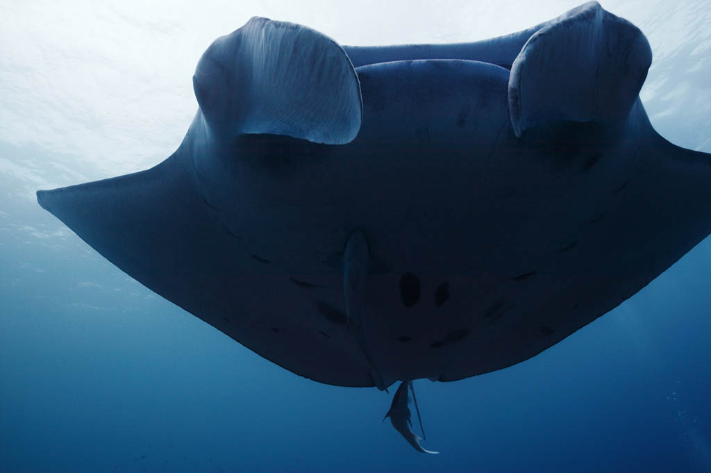 Foto, materieel, vrij, landschap, schilderstuk, bevoorraden foto,Het worden naar een manta gedekken, Manta, Koraal, In de zee, Onderwatere foto