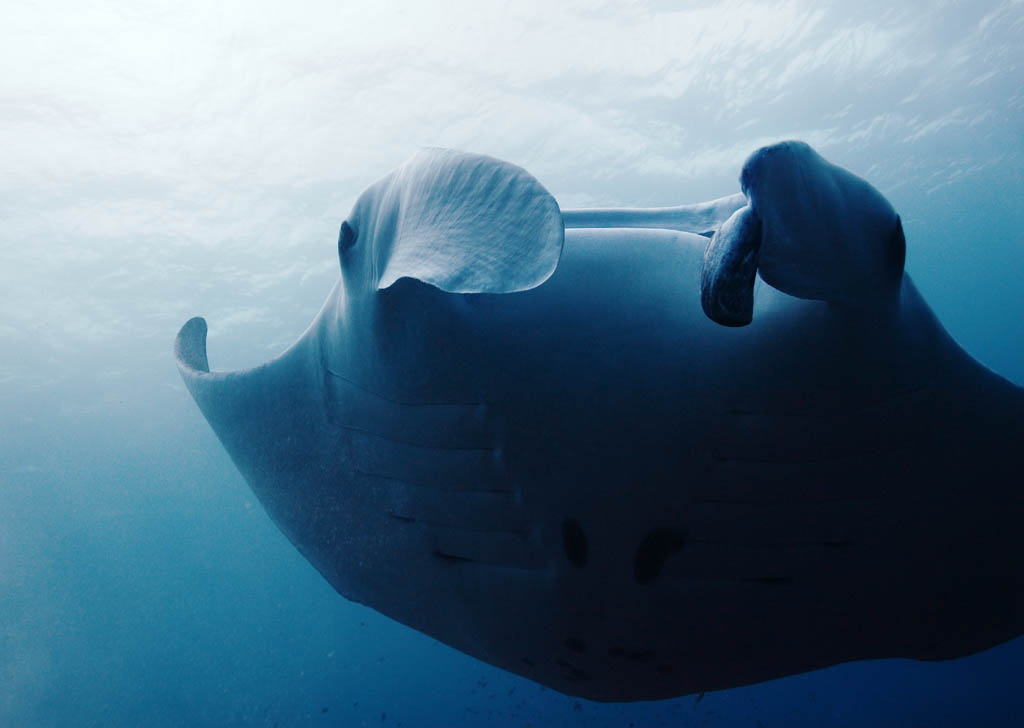 photo,material,free,landscape,picture,stock photo,Creative Commons,A manta, manta, Coral, In the sea, underwater photograph