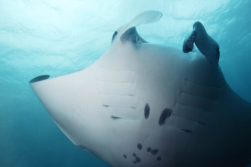 foto,tela,gratis,paisaje,fotografa,idea,Cambio de un manta, Manta, Coral, En el mar, Fotografa submarina