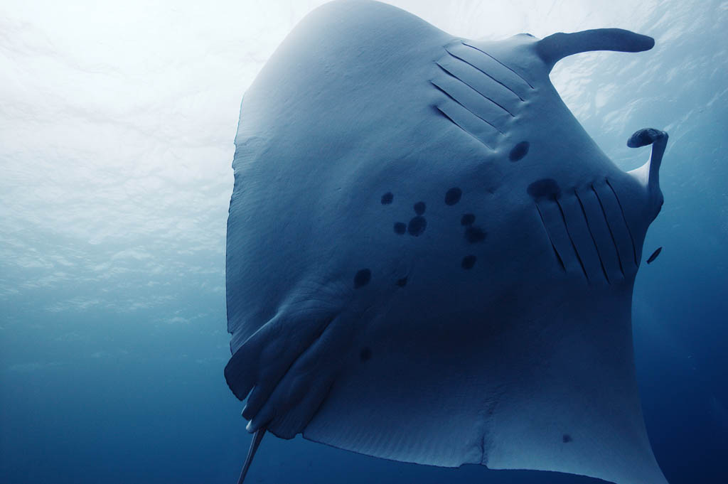 photo,material,free,landscape,picture,stock photo,Creative Commons,The manta which flutters, manta, Coral, In the sea, underwater photograph