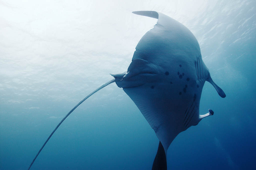 , , , , ,  ., turning., manta, ,  , underwater 