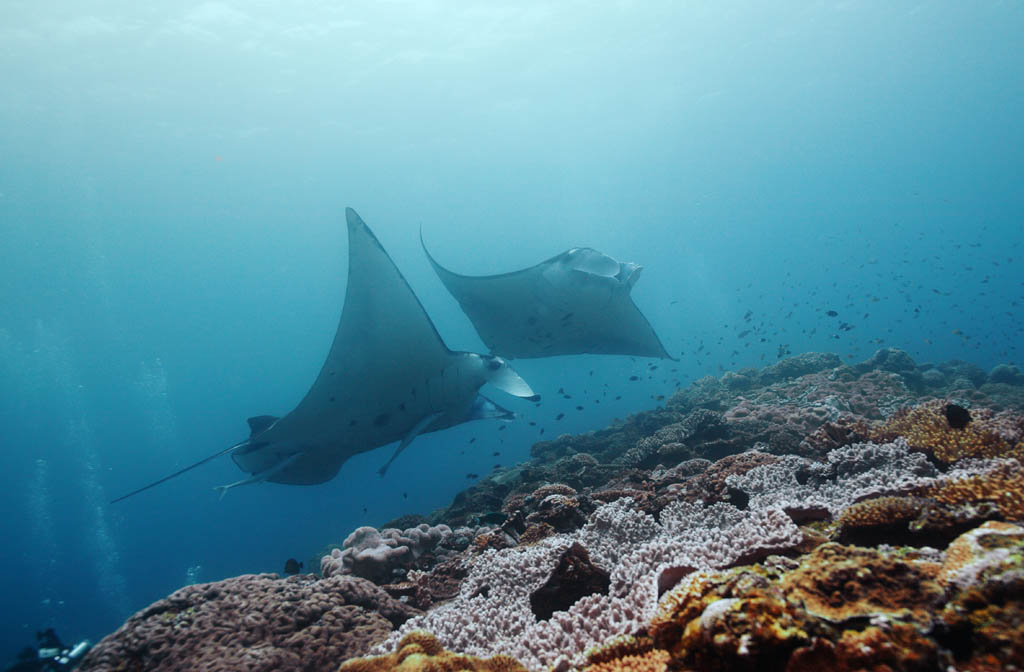 fotografia, materiale, libero il panorama, dipinga, fotografia di scorta, un appuntamento in una scogliera di corallo, manta, Corallo, Nel mare, fotografia subacquea