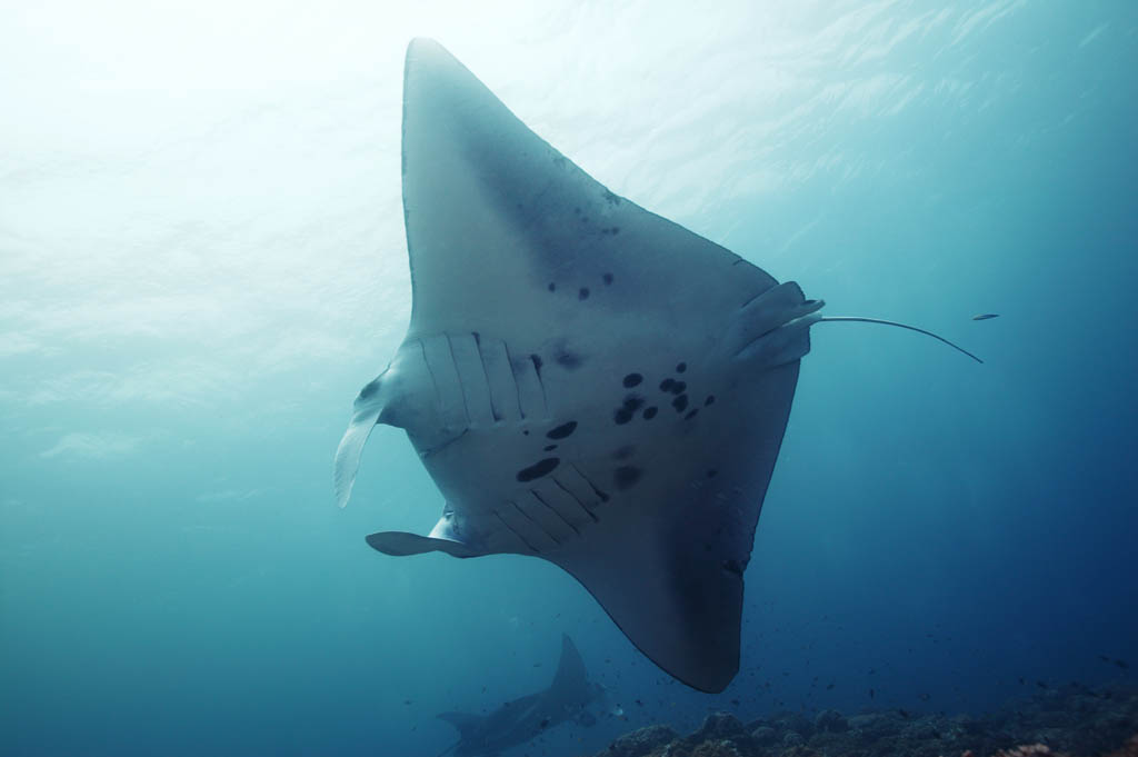 Foto, materieel, vrij, landschap, schilderstuk, bevoorraden foto,Een manta, Manta, Koraal, In de zee, Onderwatere foto