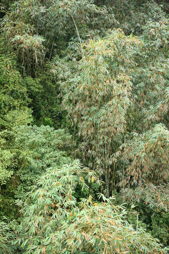 Foto, materieel, vrij, landschap, schilderstuk, bevoorraden foto,Sun Moon Lake, bamboo bossen, , , , 