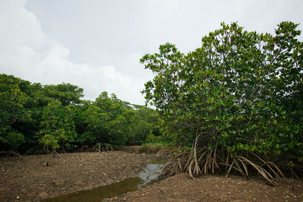 Foto, materieel, vrij, landschap, schilderstuk, bevoorraden foto,Een woud van een mangrove, Mangrove, Rivier, Fiddler krab, Tideland