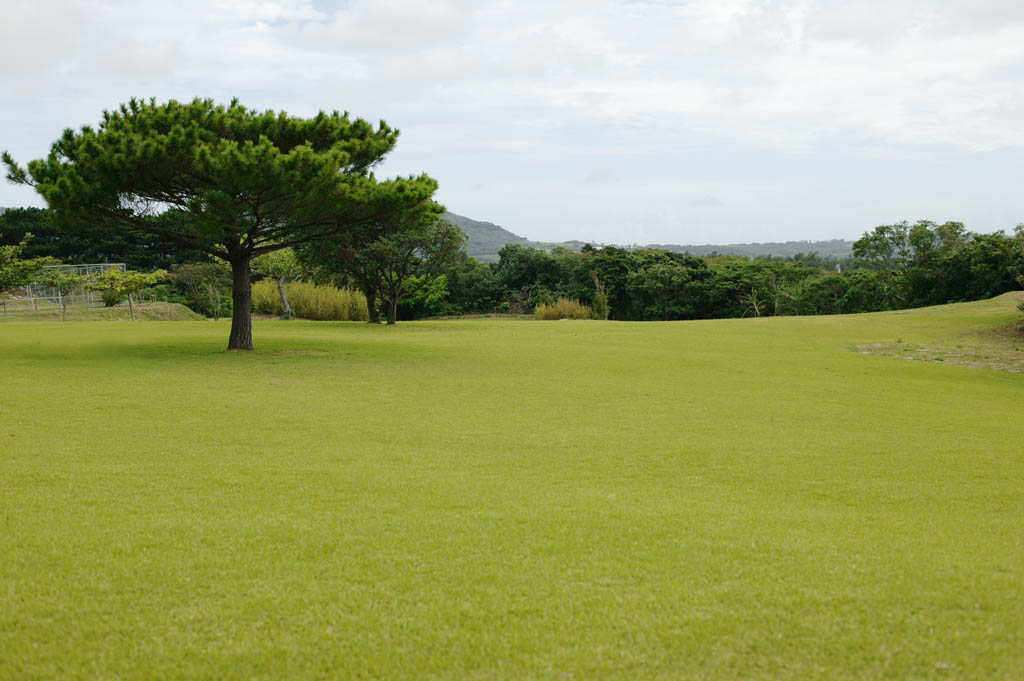 photo,material,free,landscape,picture,stock photo,Creative Commons,A lawn open space, lawn, pine, It is empty, cloud