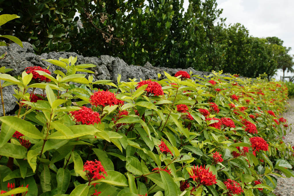 foto,tela,gratis,paisaje,fotografa,idea,Hay colorete, y es flor e Ishigaki, Ishigaki, Estructura, Piedra, Volcn