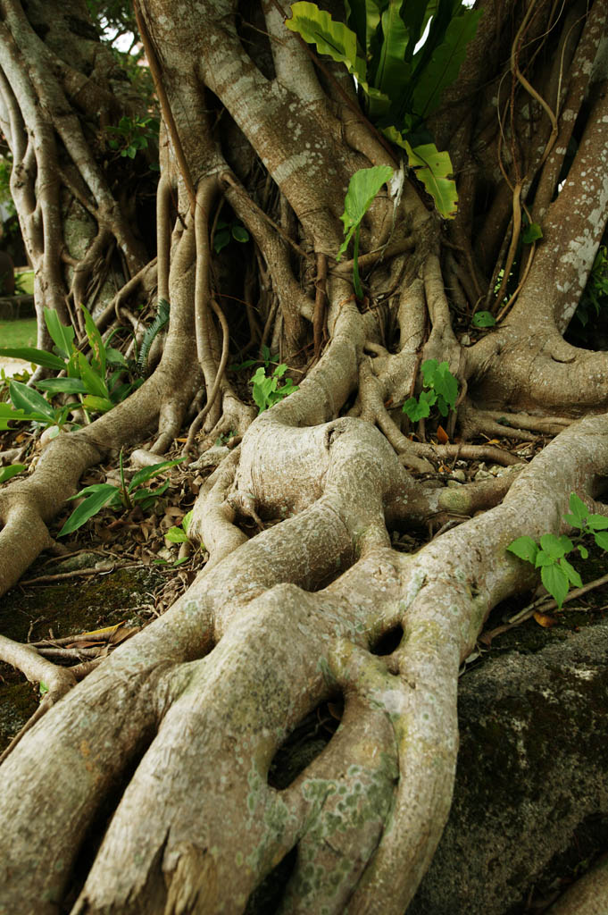 foto,tela,gratis,paisaje,fotografa,idea,Una ambicin de un rbol de higuera de Bengala, Banytree, Raz, La zona tropical, 