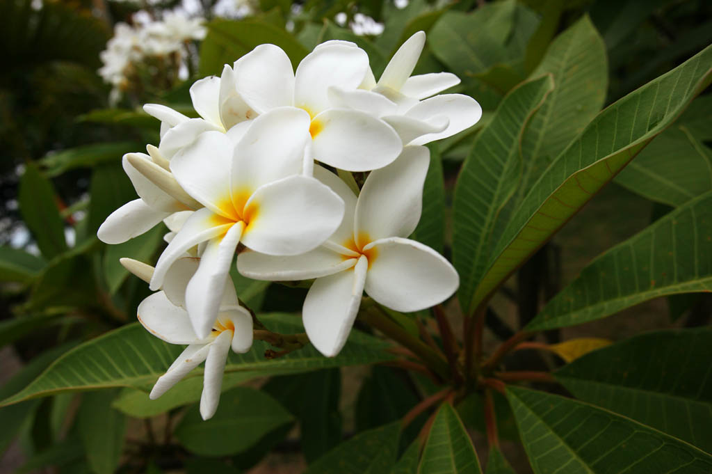 photo,material,free,landscape,picture,stock photo,Creative Commons,A flower of a frangipani, frangipani, The tropical zone, flower, White