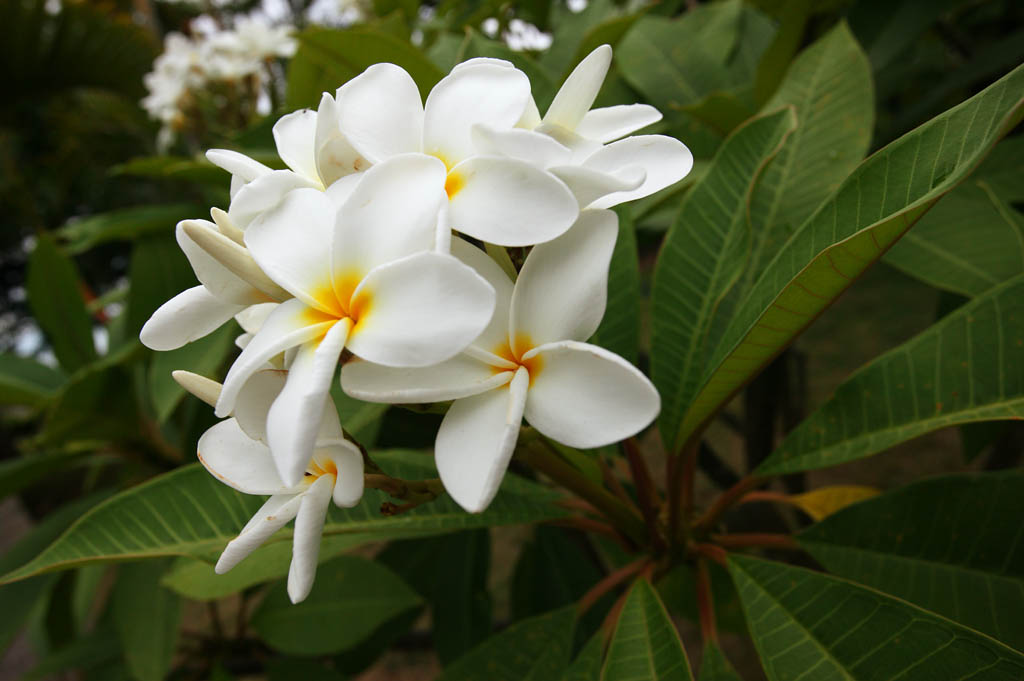 foto,tela,gratis,paisaje,fotografa,idea,Una flor de un frangipani, Frangipani, La zona tropical, Flor, Blanco