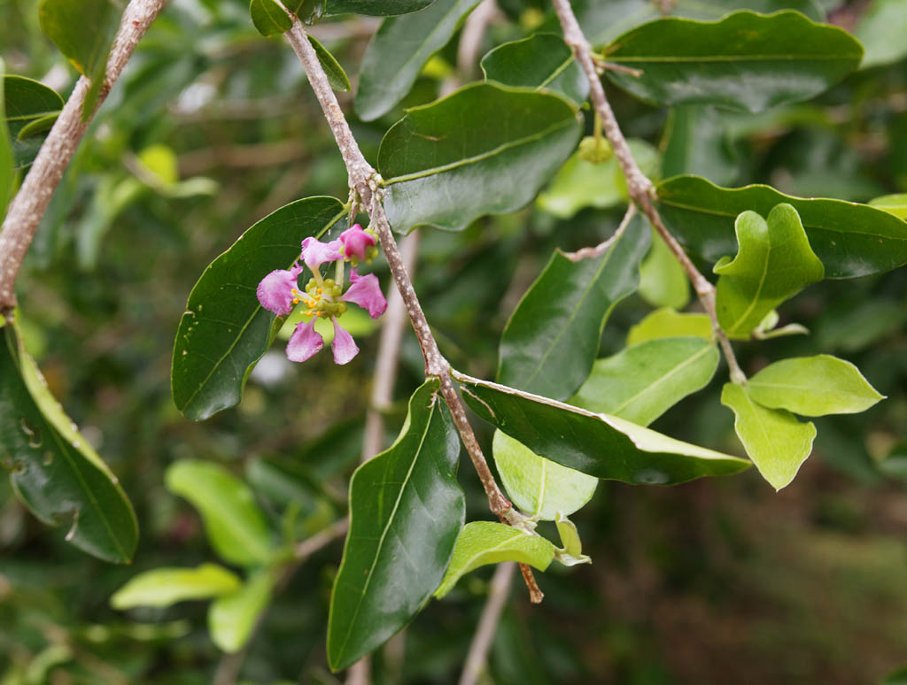 fotografia, materiale, libero il panorama, dipinga, fotografia di scorta,Un fiore di acerola, Acerola, Garofano, fiore, Frutta