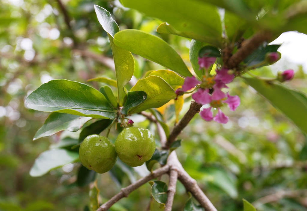 photo, la matire, libre, amnage, dcrivez, photo de la rserve,Un jeune fruit d'acerola, Acerola, Rose, fleur, Fruit