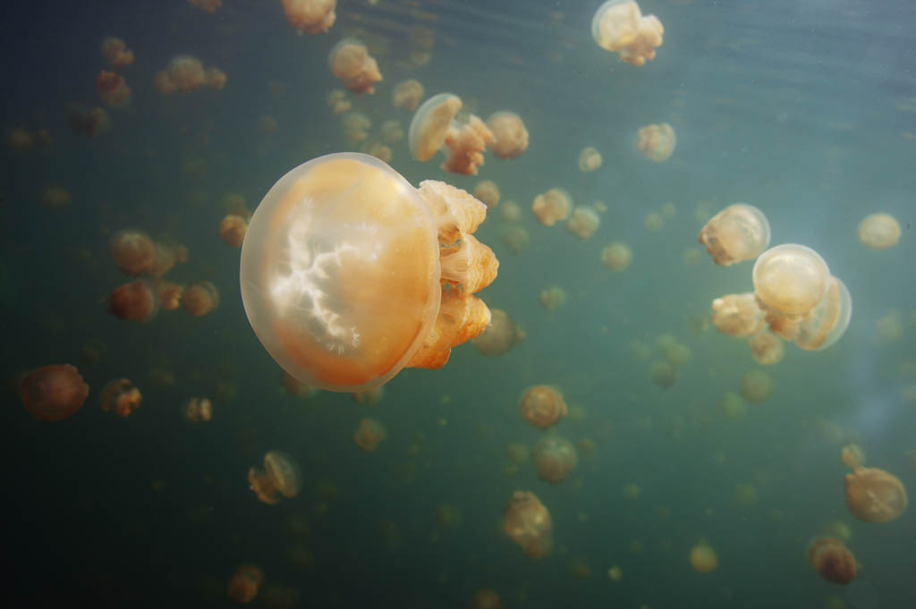 Foto, materieel, vrij, landschap, schilderstuk, bevoorraden foto,Het drijven van een jellyfish, Kwal, , , 