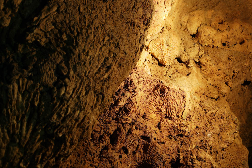 fotografia, materiale, libero il panorama, dipinga, fotografia di scorta,Un fossile di corallo, caverna di stalattite, Stalattite, Calcare, Corallo