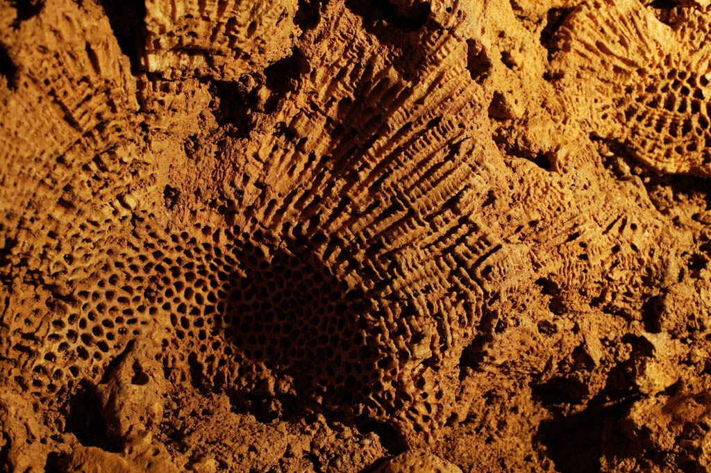 fotografia, materiale, libero il panorama, dipinga, fotografia di scorta,Un fossile di corallo, caverna di stalattite, Stalattite, Calcare, Corallo