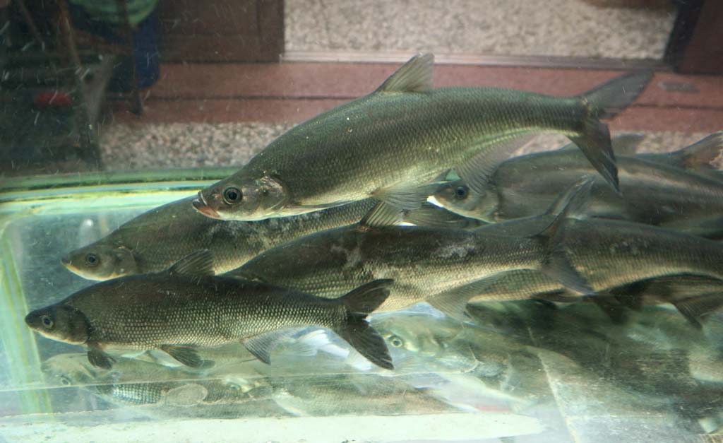 fotografia, materiale, libero il panorama, dipinga, fotografia di scorta,Il ristorante prima che il pesce, , , , 