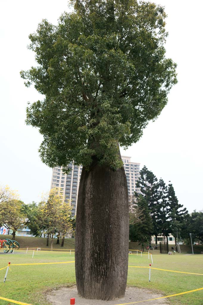 Foto, materieel, vrij, landschap, schilderstuk, bevoorraden foto,Taichung, , , , 