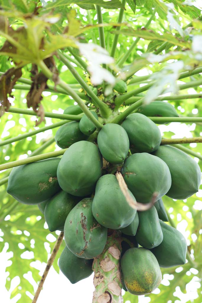 foto,tela,gratis,paisaje,fotografa,idea,Papayas, , , , 