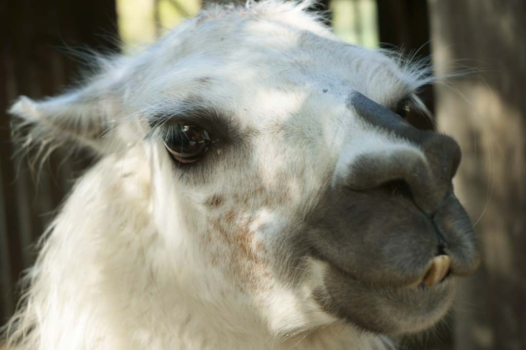 fotografia, materiale, libero il panorama, dipinga, fotografia di scorta,Gli Alpaca, , , , 