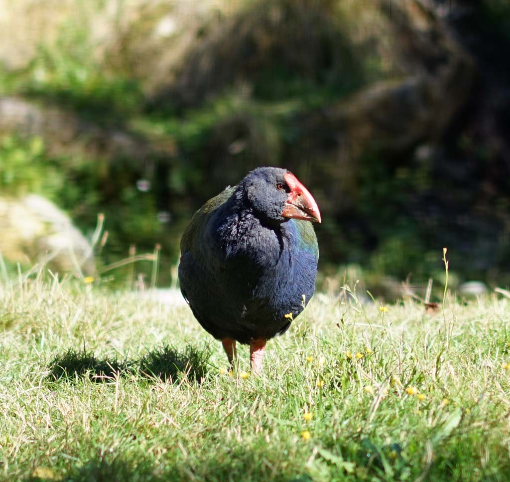 Foto, materieel, vrij, landschap, schilderstuk, bevoorraden foto,New Zealand bird, , , , 