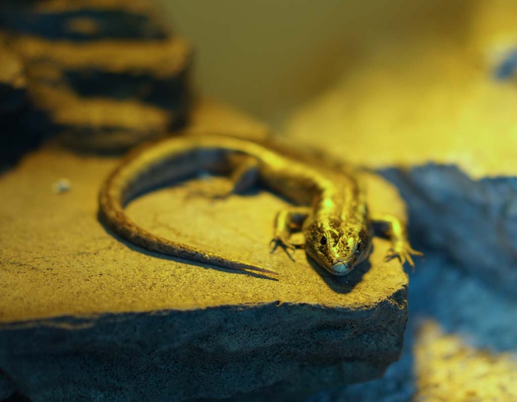 fotografia, material, livra, ajardine, imagine, proveja fotografia,Lizard, , , , 