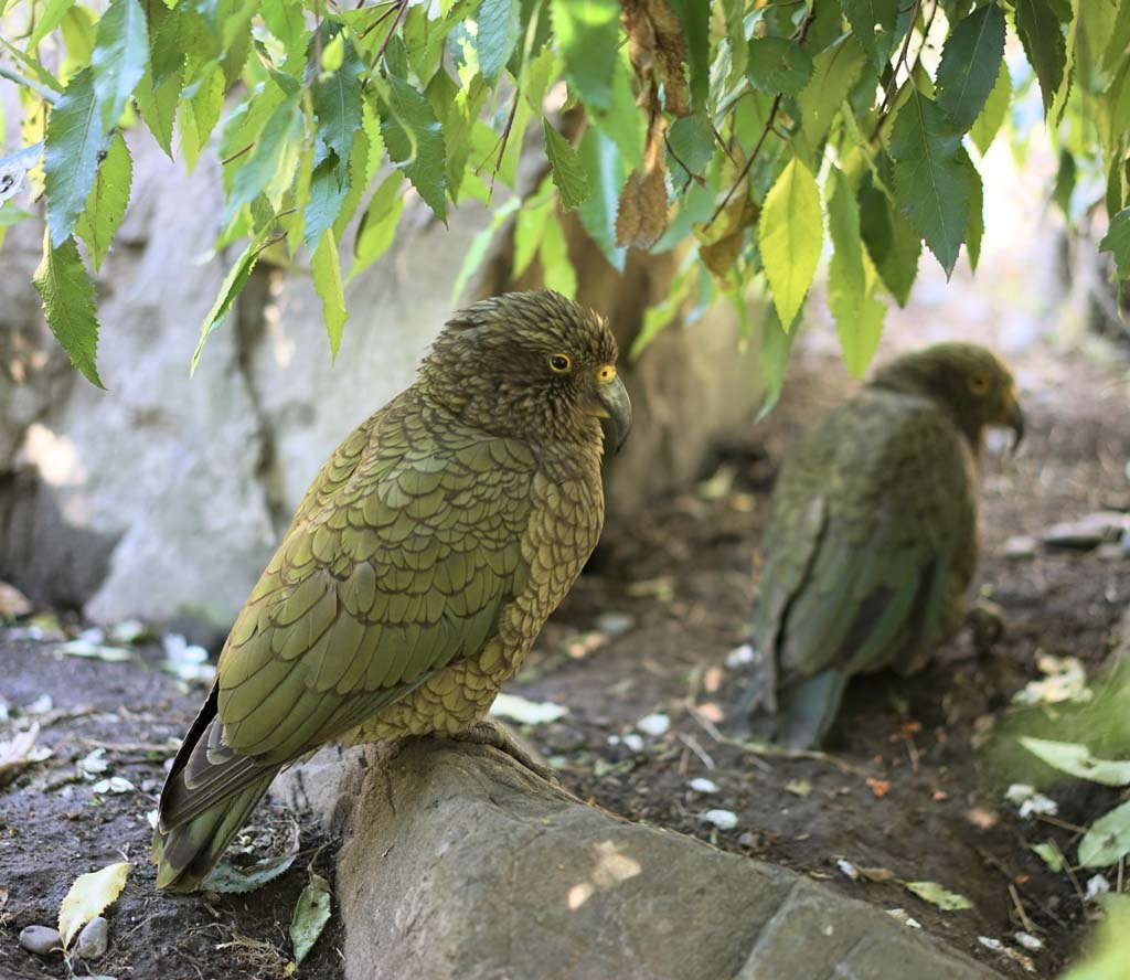 Foto, materieel, vrij, landschap, schilderstuk, bevoorraden foto,Parrot, , , , 