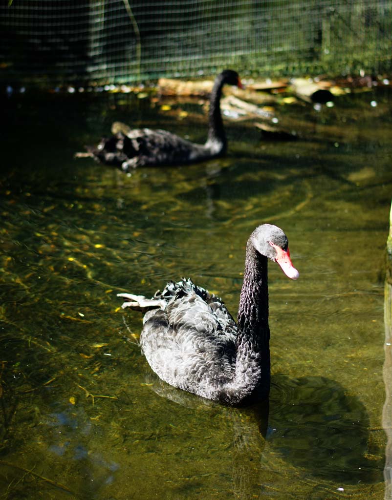 Foto, materiell, befreit, Landschaft, Bild, hat Foto auf Lager,Schwarzer Vogel, , , , 