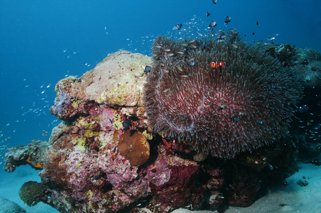 photo, la matire, libre, amnage, dcrivez, photo de la rserve,Paradis d'une anmone de mer, , seanemone, poisson de l'anmone, Poisson tropique