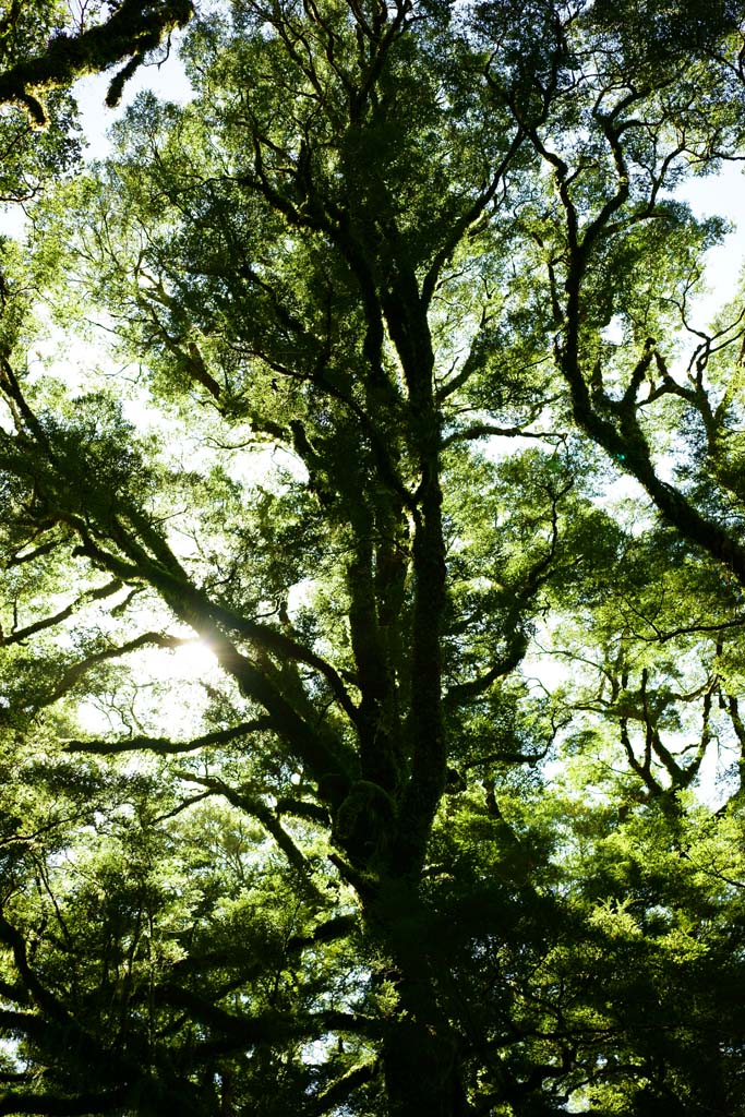 fotografia, materiale, libero il panorama, dipinga, fotografia di scorta,Foresta, , , , 