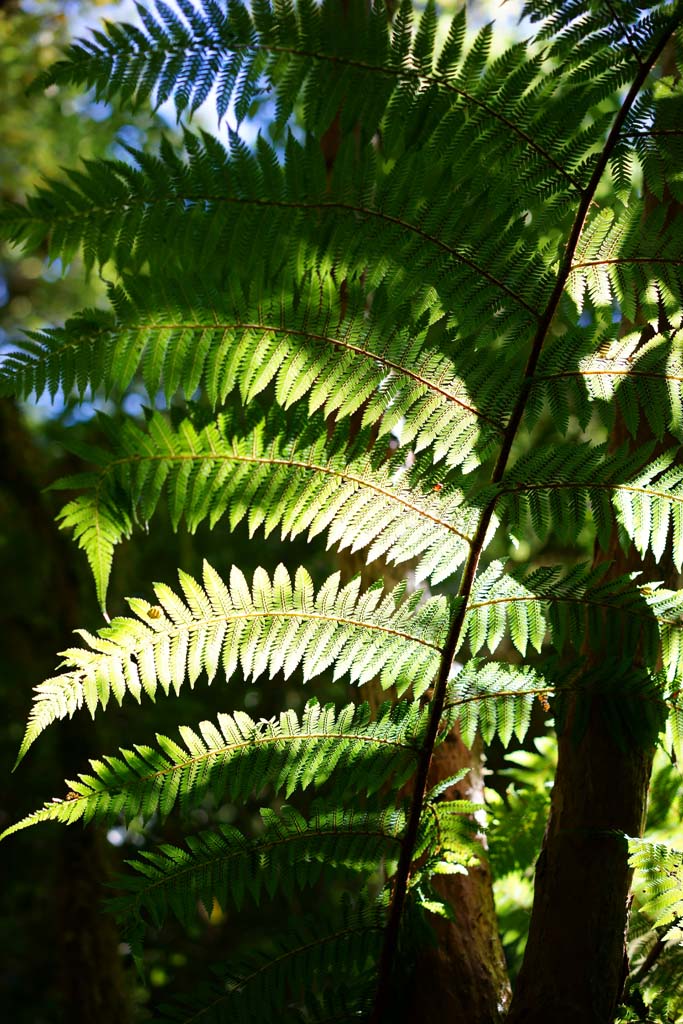 photo,material,free,landscape,picture,stock photo,Creative Commons,The Fern glisten, , , , 