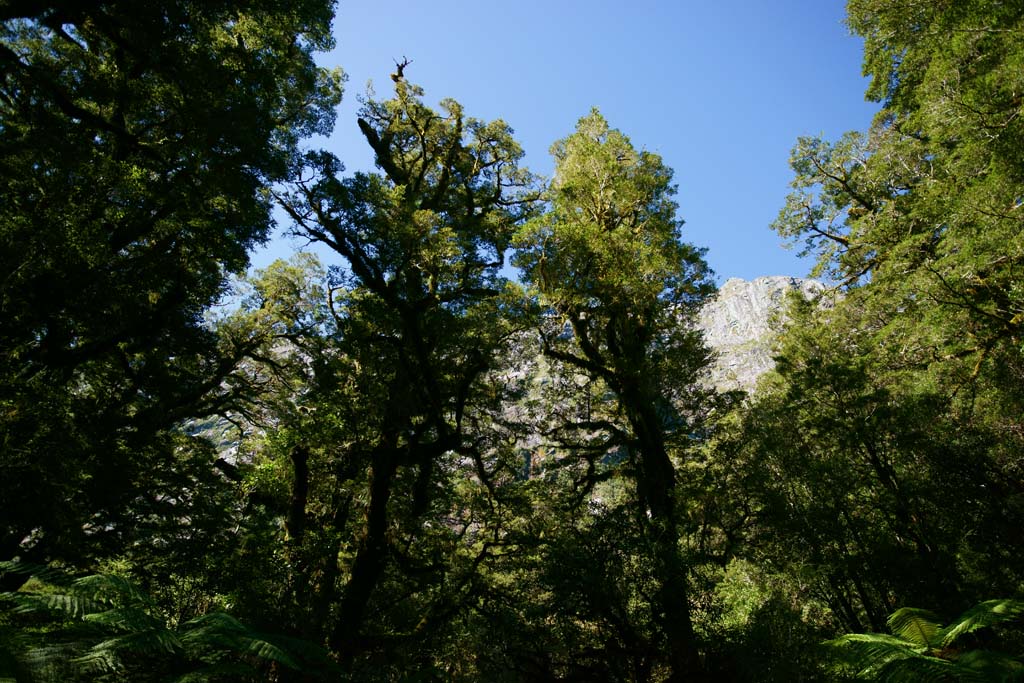 Foto, materiell, befreit, Landschaft, Bild, hat Foto auf Lager,Fiori de Land, , , , 