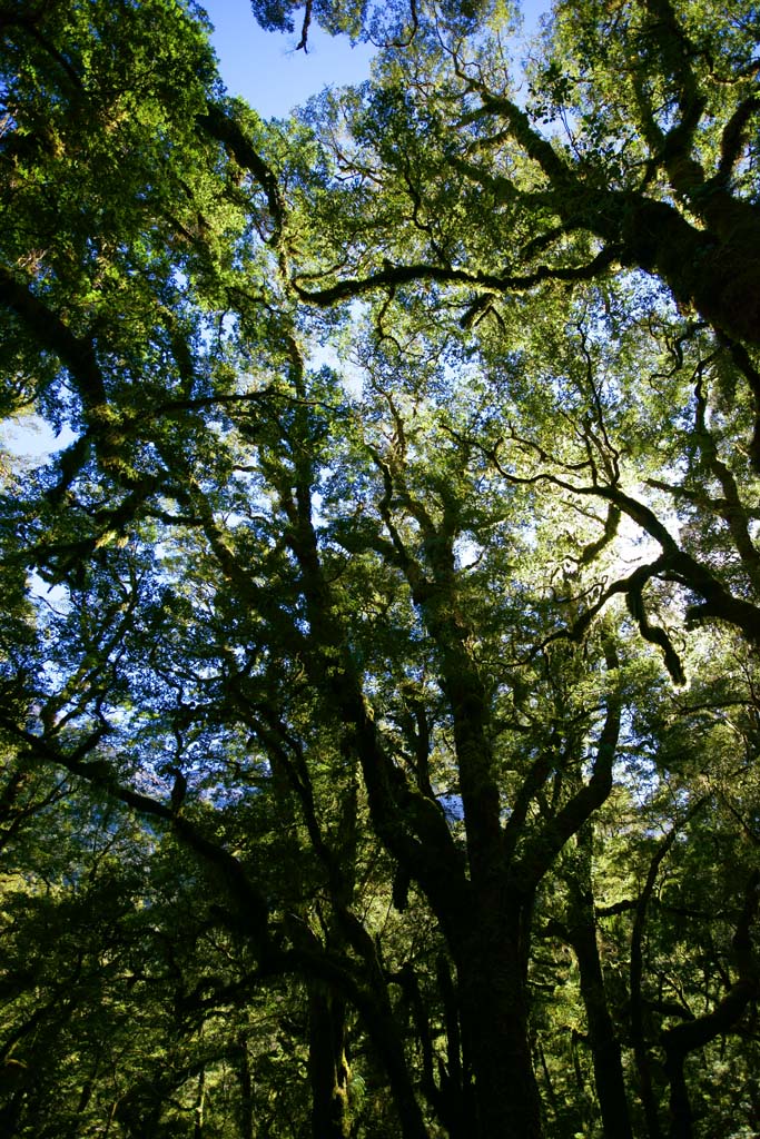 photo,material,free,landscape,picture,stock photo,Creative Commons,Native Forest Energy, , , , 