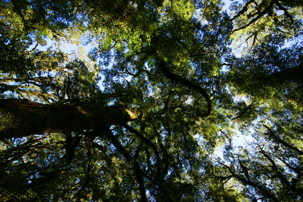 fotografia, materiale, libero il panorama, dipinga, fotografia di scorta,Milford Sound, , , , 