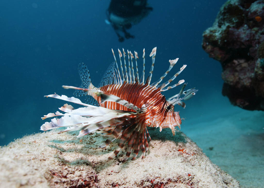 photo, la matire, libre, amnage, dcrivez, photo de la rserve,Poisson de dinde Hana, Hanturkey pchent, Lionfish, poisson de dinde, Poisson tropique