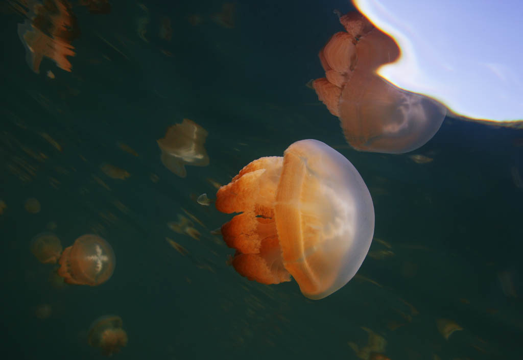 Foto, materieel, vrij, landschap, schilderstuk, bevoorraden foto,De jellyfish wat beogt op de lucht, Kwal, , , 