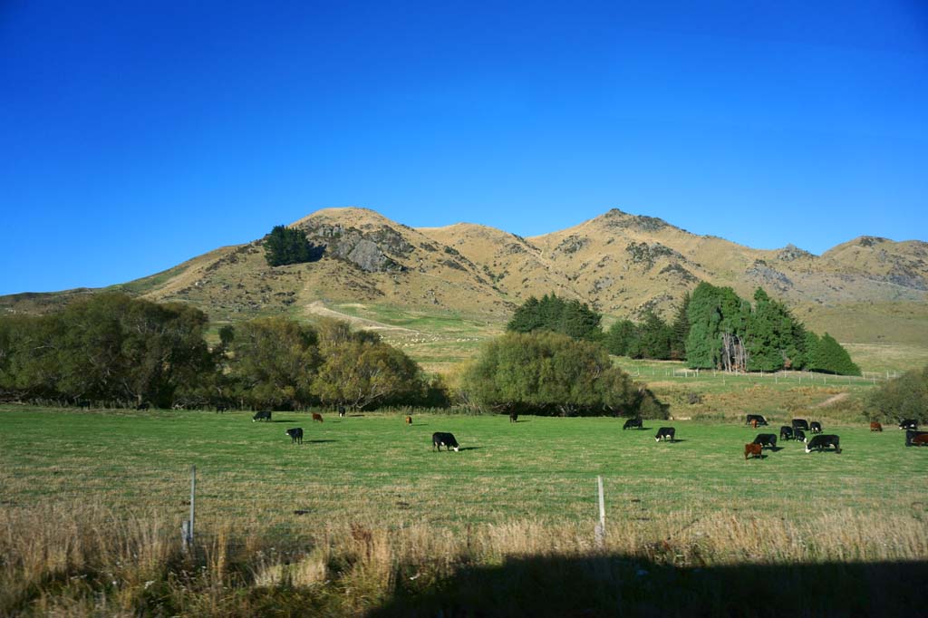 fotografia, materiale, libero il panorama, dipinga, fotografia di scorta,Queenstown, , , , 