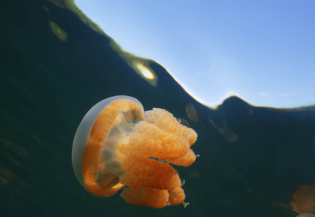 Foto, materieel, vrij, landschap, schilderstuk, bevoorraden foto,Het is legen met een jellyfish, Kwal, , , 