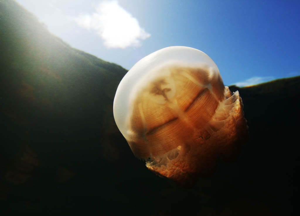 Foto, materieel, vrij, landschap, schilderstuk, bevoorraden foto,De jellyfish hetgeen versnelt, Kwal, , , 