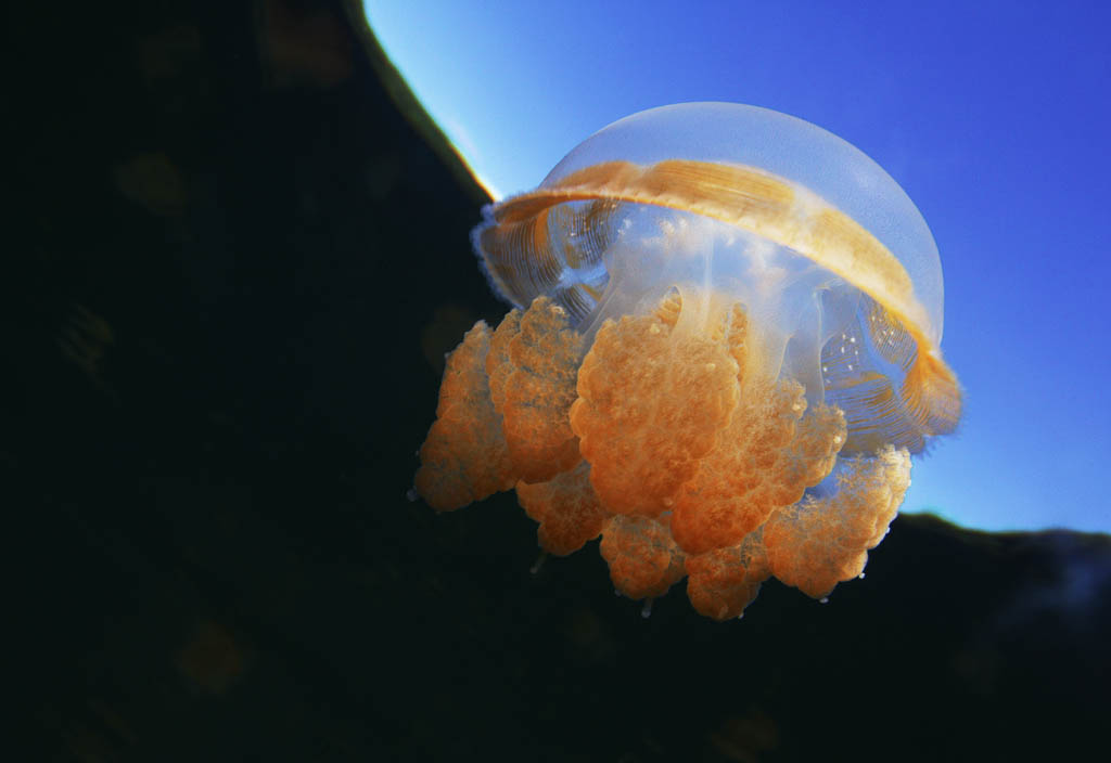 fotografia, materiale, libero il panorama, dipinga, fotografia di scorta,Ad una medusa, il cielo, medusa, , , 